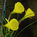 Narcissus bulbocodium obesus - Click Image to Close