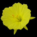 Narcissus romieuxii ex julia jane selfed - Click Image to Close