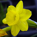 Narcissus scaberulus - Click Image to Close