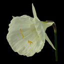 Narcissus x 'Nylon'