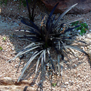 Ophiopogon planiscapa nigrescens