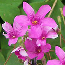 Oxalis crassipes 'Rosea'