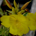 Oenothera fruticosa glauca 'Hobe Licht' - Click Image to Close
