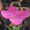 Oenothera macrocarpa ssp. Fremontii