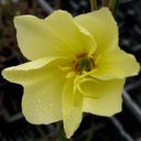 Oenothera macrocarpa ssp. Fremontii