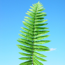 Osmunda cinnamonea Cinnamon Fern