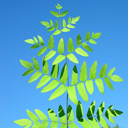 Osmunda regalis Royal Fern