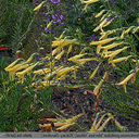 Penstemon pinifolius 'Mercer Yellow'