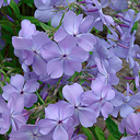 Phlox divaricata Wild Form