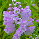 Physostegia virginiana 'Eyeful Tower'