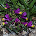 Polygala vayredae