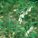 Polygonatum falcatum 'Silver Striped Selection'