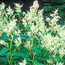 Polygonum weyrechii