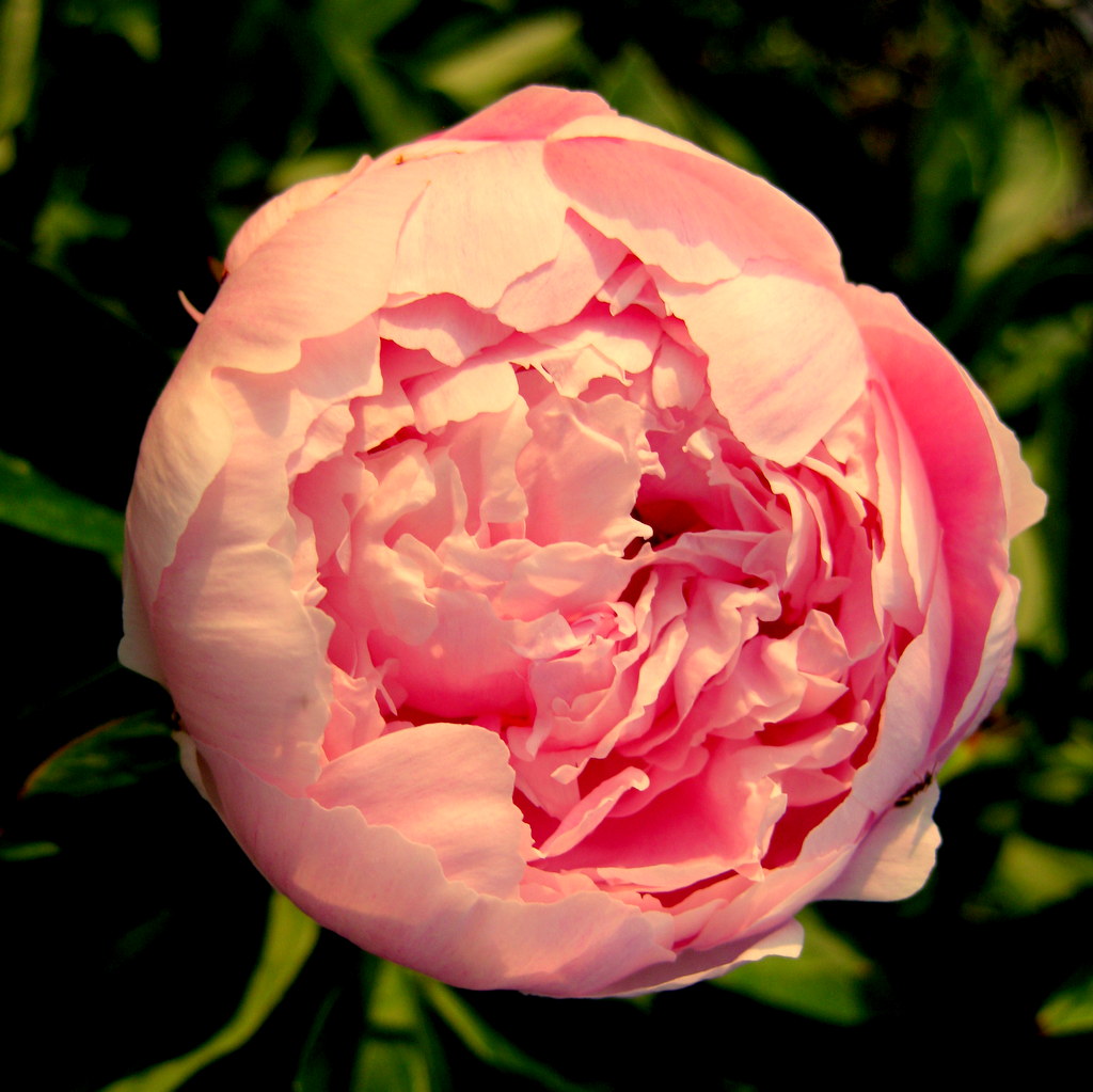 Paeonia hyb. 'Rose Reverence' - Click Image to Close