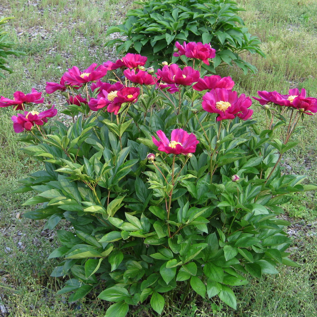 Paeonia lactiflora Hyb