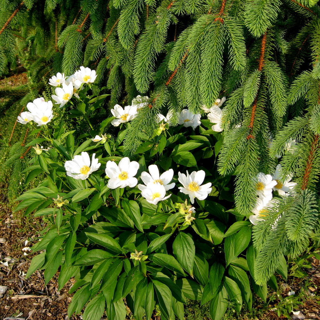 Paeonia lactiflora Hyb