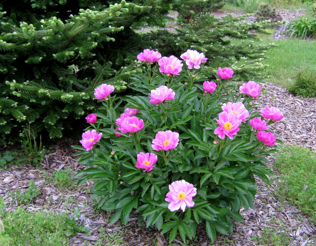 Paeonia lactiflora Hyb