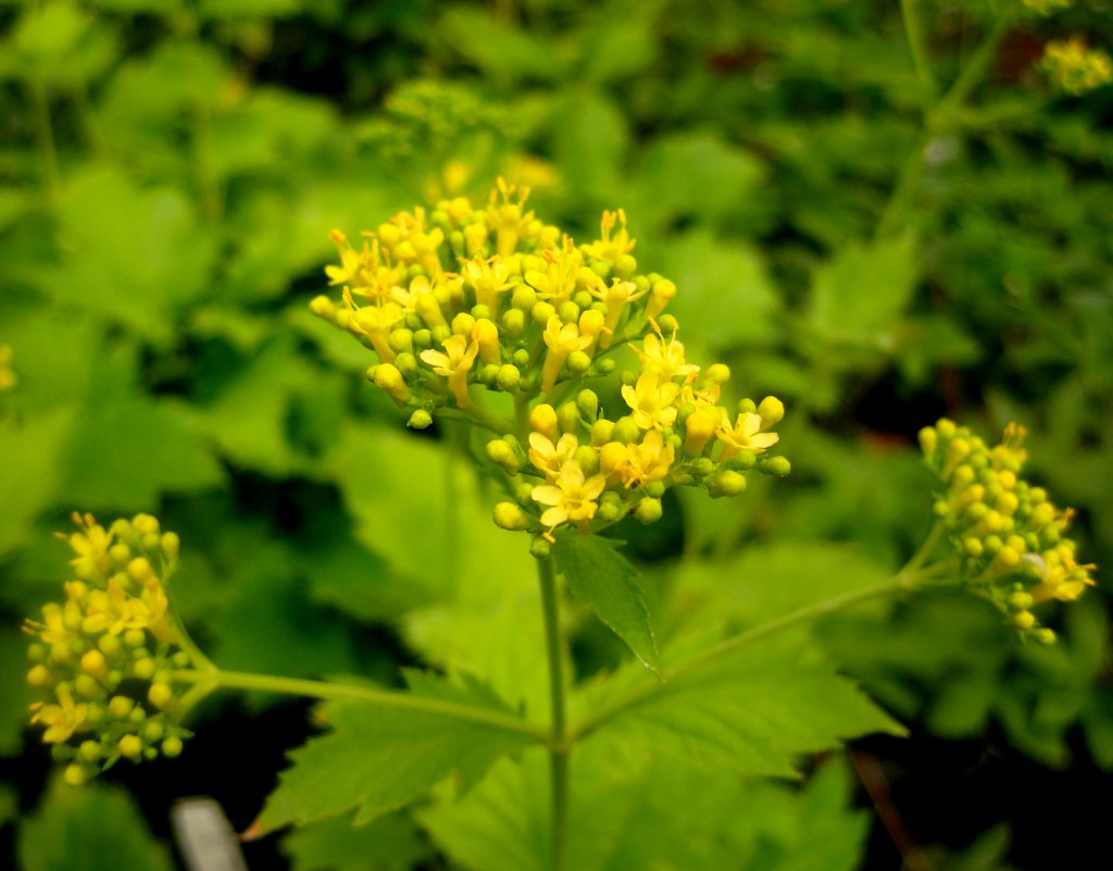 Patrinia gibbosa