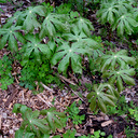 Podophyllum peltatum