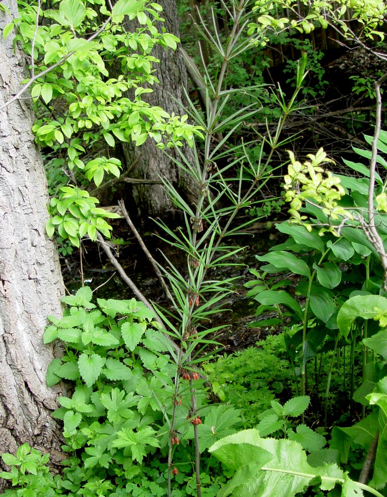 Polygonatum lasianthum