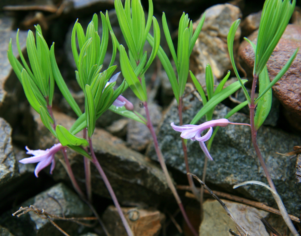 Polygonatum sp pink flowered