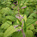 Polygonatum lasianthum