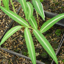 Polygonatum lasianthum