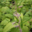 Polygonatum lasianthum