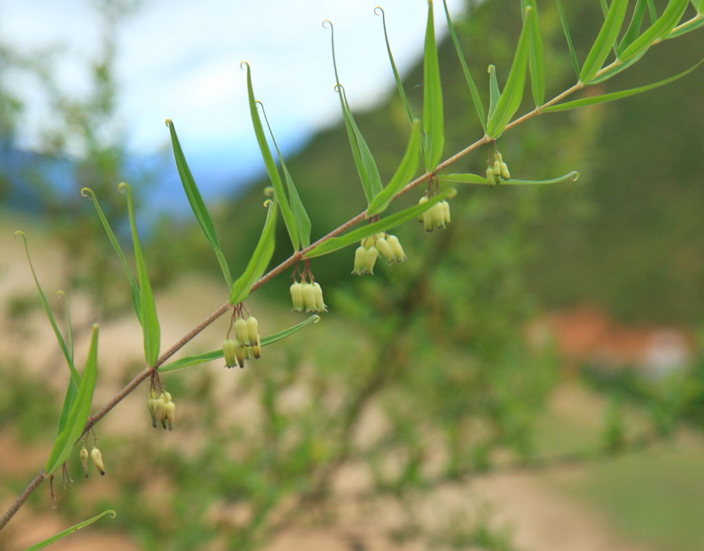 Polygonatum verticillatum