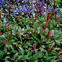 Polygonum affinis 'Dimity'