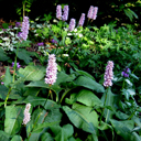 Polygonum bistortum 'Supurba'