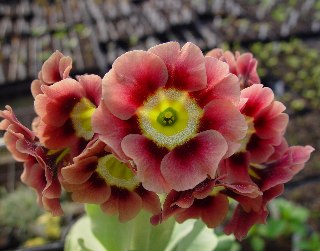 Primula x pubescens 'Gigantea Select' - Click Image to Close