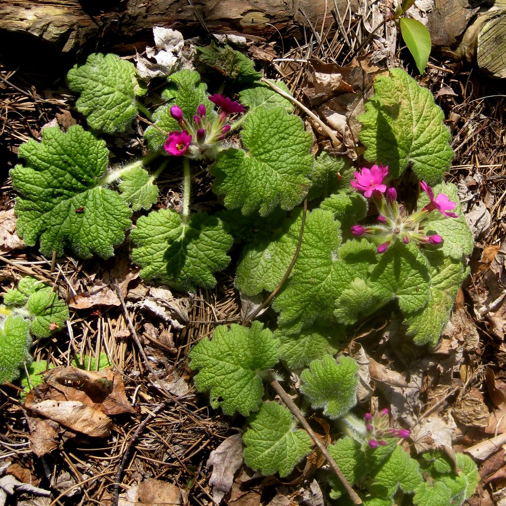 Primula kisoana mixed colors