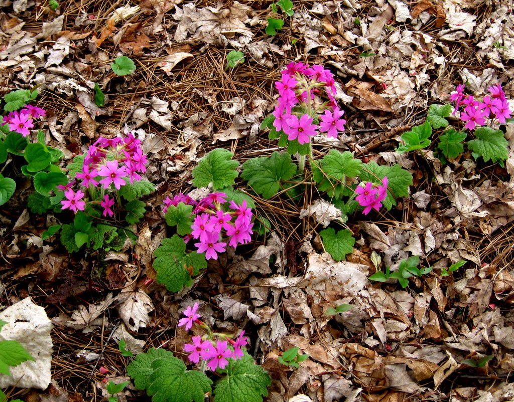 Primula kisoana mixed colors