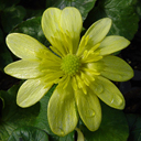 Ranunculus ficaria 'Fried Egg'