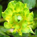 Ranunculus ficaria 'Green Petal'