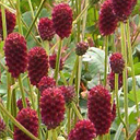 Sanguisorba officianalis 'Tanna'