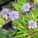 Scabiosa vestina