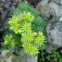 Sempervivum arachnoideum 'Cebanense'