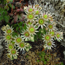 Sempervivum 'Beautiful'