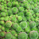 Sempervivum braunii