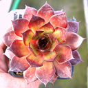 Sempervivum 'Brown Owl'