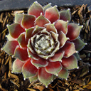 Sempervivum filiferum glabrum