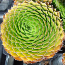 Sempervivum 'Pilioseum'