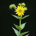 Silphium integrifolium