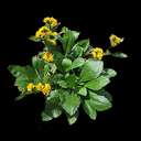 Solidago cutleri