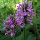 Stachys macrantha 'Hummelo'