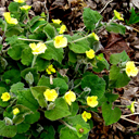 Saruma henryi
