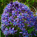 Scilla peruviana - Click Image to Close