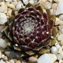 Sempervivum 'Cherry Frost'